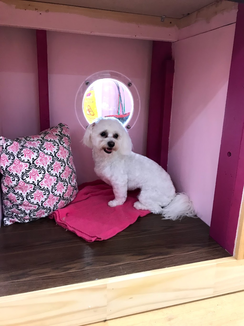 Ooh La La Pet Spaw | Mount Pearl Plaza, 7 Commonwealth Ave, Mount Pearl, NL A1N 1W3, Canada | Phone: (709) 758-7729