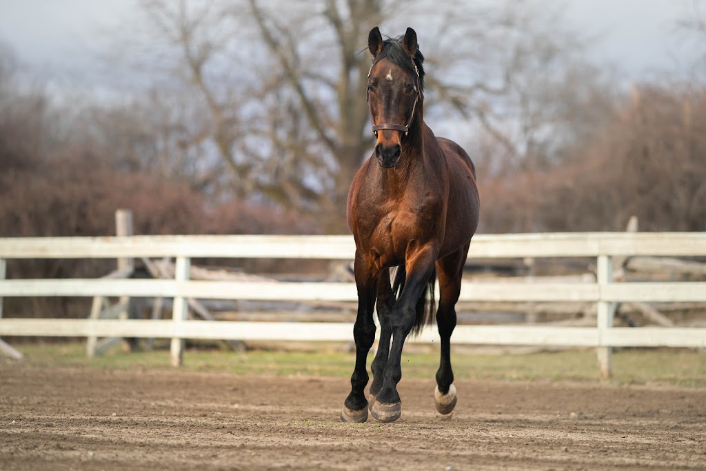 Pikturesque Farm | 1545 Rideau Ferry Rd, Perth, ON K7H 3C7, Canada | Phone: (613) 264-8187
