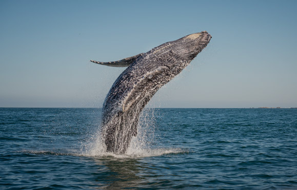 Orca Spirit Whale Watching Adventures | 17293 Parkinson Rd, Port Renfrew, BC V0S 1K0, Canada | Phone: (250) 383-8411