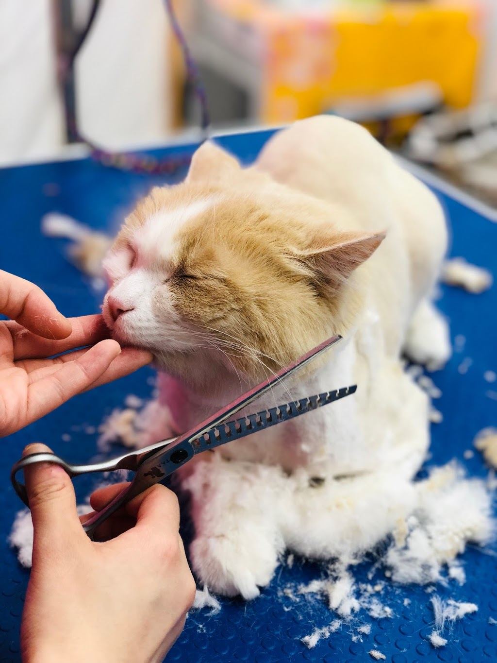 Petz Kingdom | 3555 Hawkestone Rd unit d, Mississauga, ON L5C 2V1, Canada | Phone: (416) 830-0192