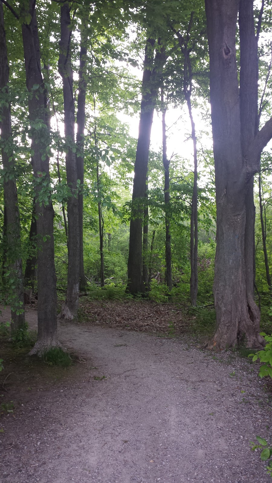 IdleWood park | 90 Harold Ave, Kitchener, ON N2A 2H8, Canada