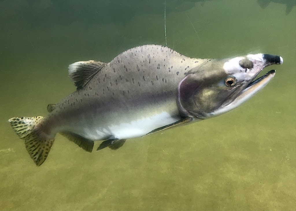 Puntledge River Hatchery | 38 Powerhouse Rd, Courtenay, BC V9N 9L3, Canada | Phone: (250) 703-0907