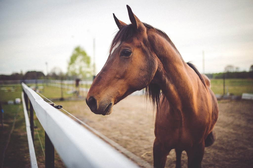 Stablebuzz | 34077 Gladys Ave #320, Abbotsford, BC V2S 2E8, Canada | Phone: (888) 792-1117