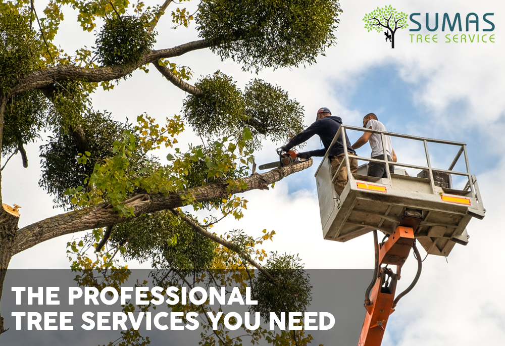 Sumas Tree Service | 2332 Whatcom Rd #16003, Abbotsford, BC V3G 0C6, Canada | Phone: (236) 233-3202