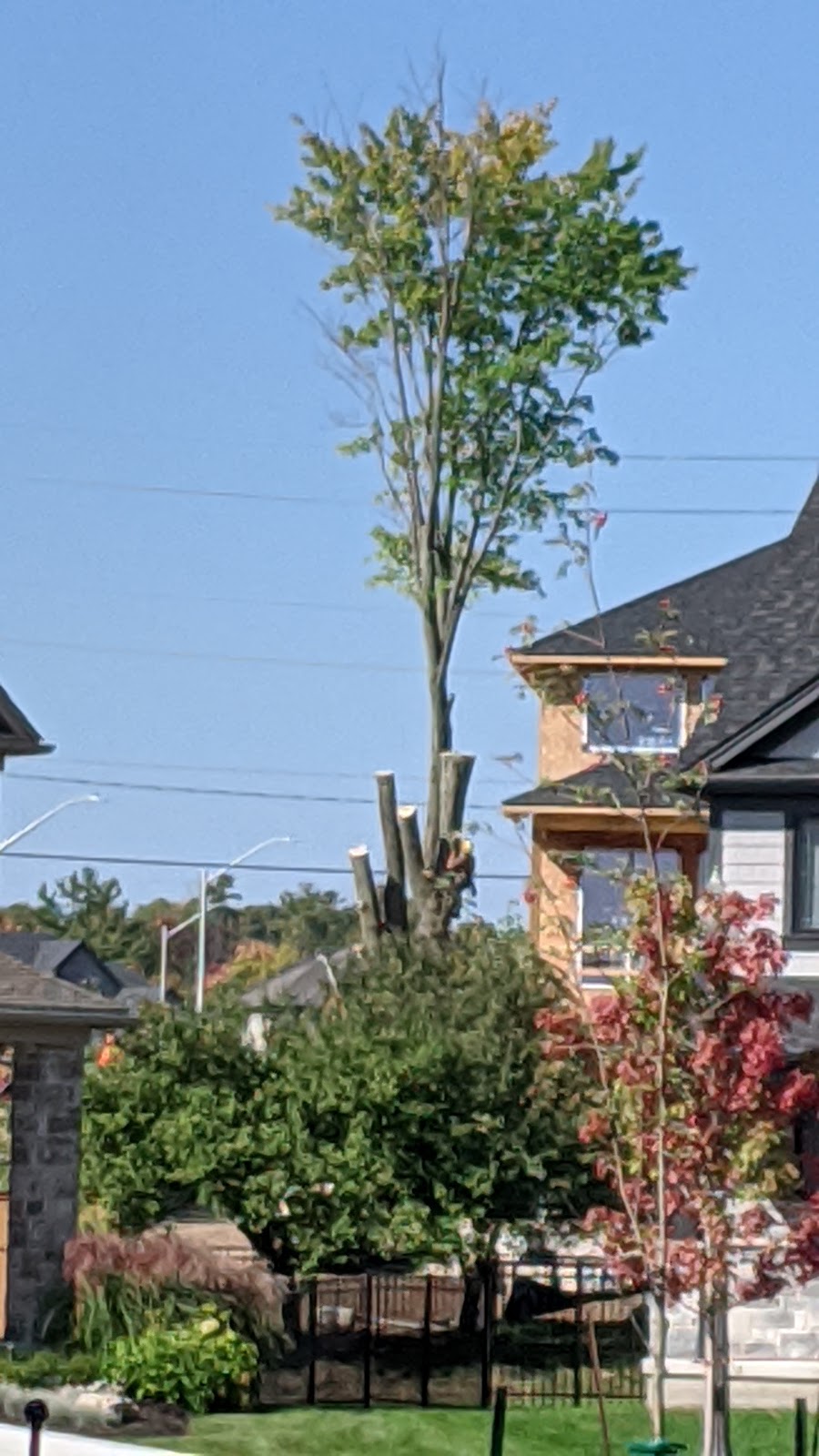 Four Seasons Expert Tree Mntnc | 907515 Twp Rd, Ayr, ON N0B 1E0, Canada | Phone: (519) 632-7771