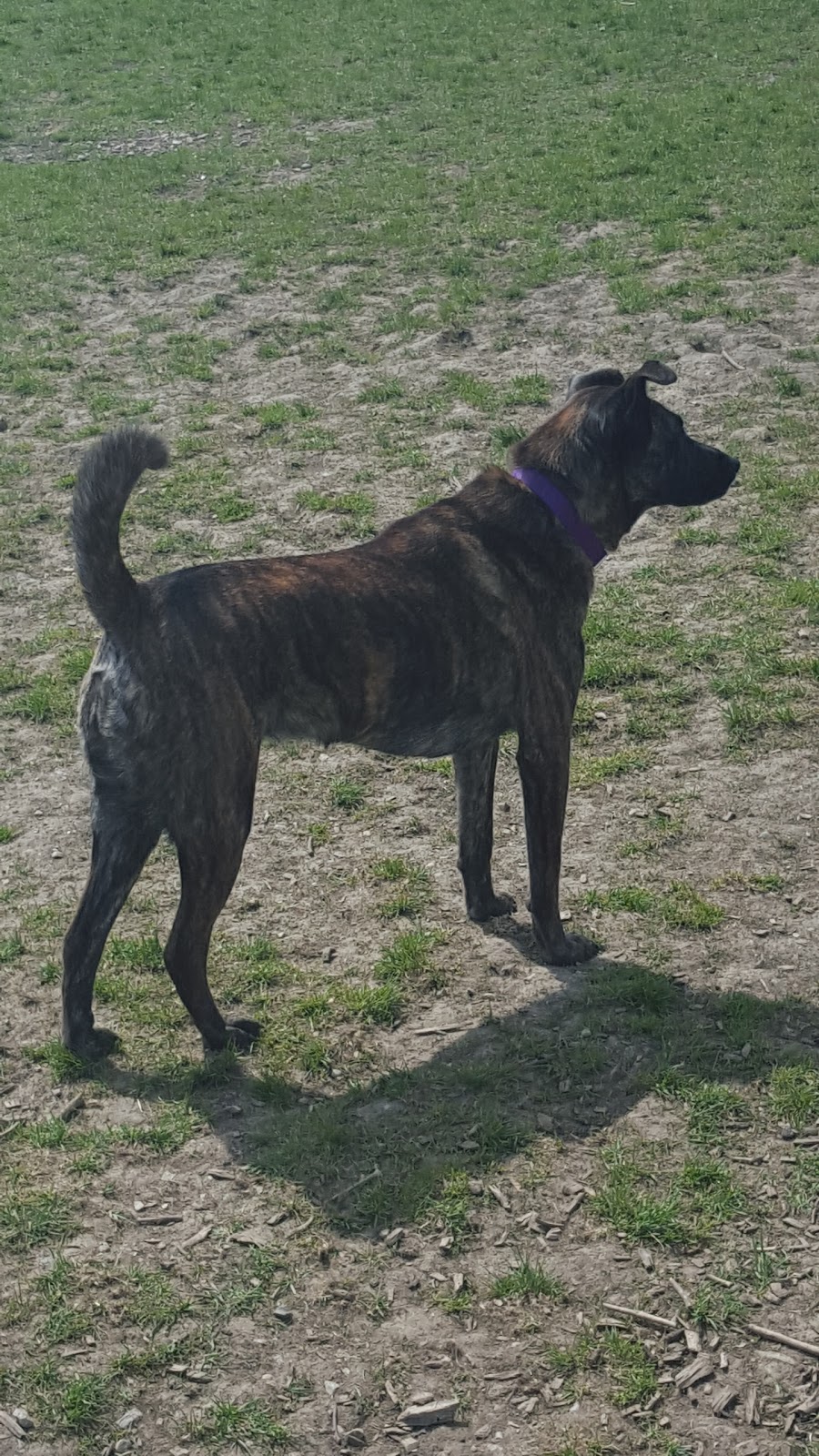 Stratford Dog Park | 159 Packham Rd, Stratford, ON N5A 6S4, Canada