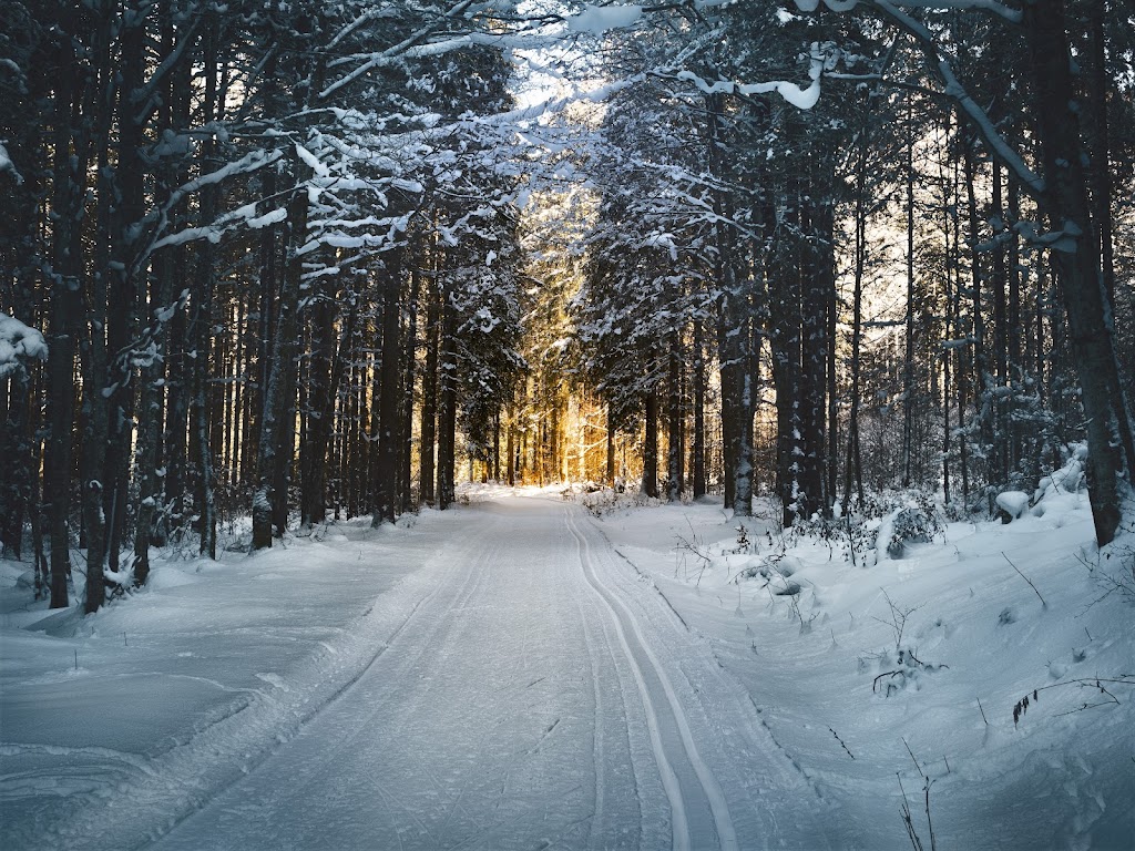 Evergreen Photography | 1062 Rosanna Ave, Kingston, ON K7P 0H5, Canada | Phone: (416) 558-1689