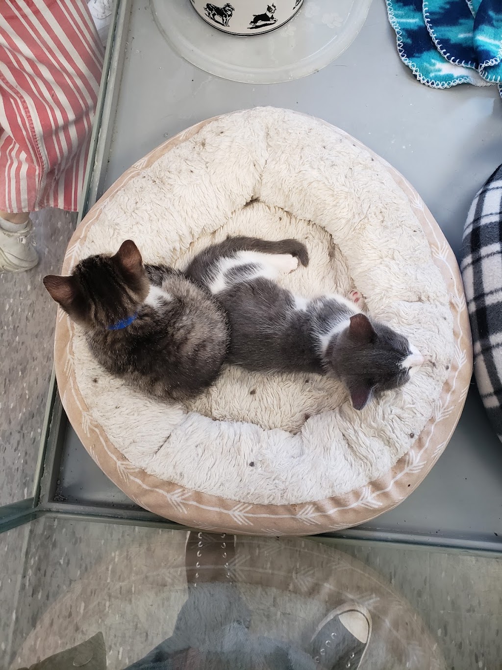 SPCA Ouest | 124 Rue Principale, Saint-Louis-de-Gonzague, QC J0S 1T0, Canada | Phone: (514) 566-5678