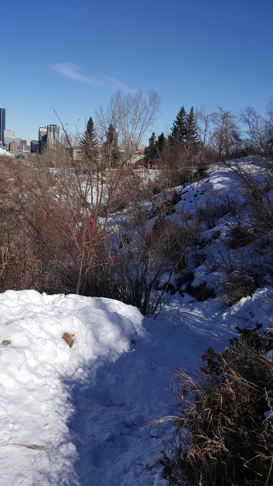 Roxboro & Erlton Offleash Dog Park | 3010 Roxboro Glen Rd SW, Calgary, AB T2S 1T9, Canada