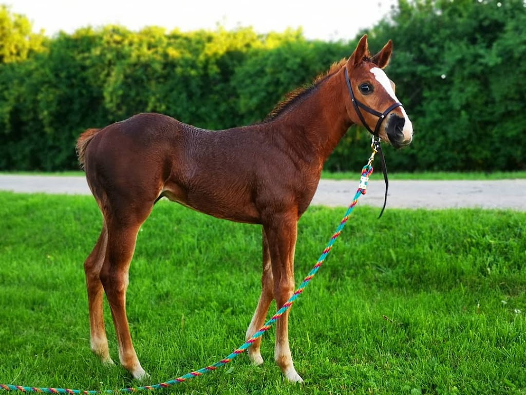 Cedar Rail Farms | 360 Casey Rd, Belleville, ON K8N 4Z6, Canada | Phone: (613) 969-0957