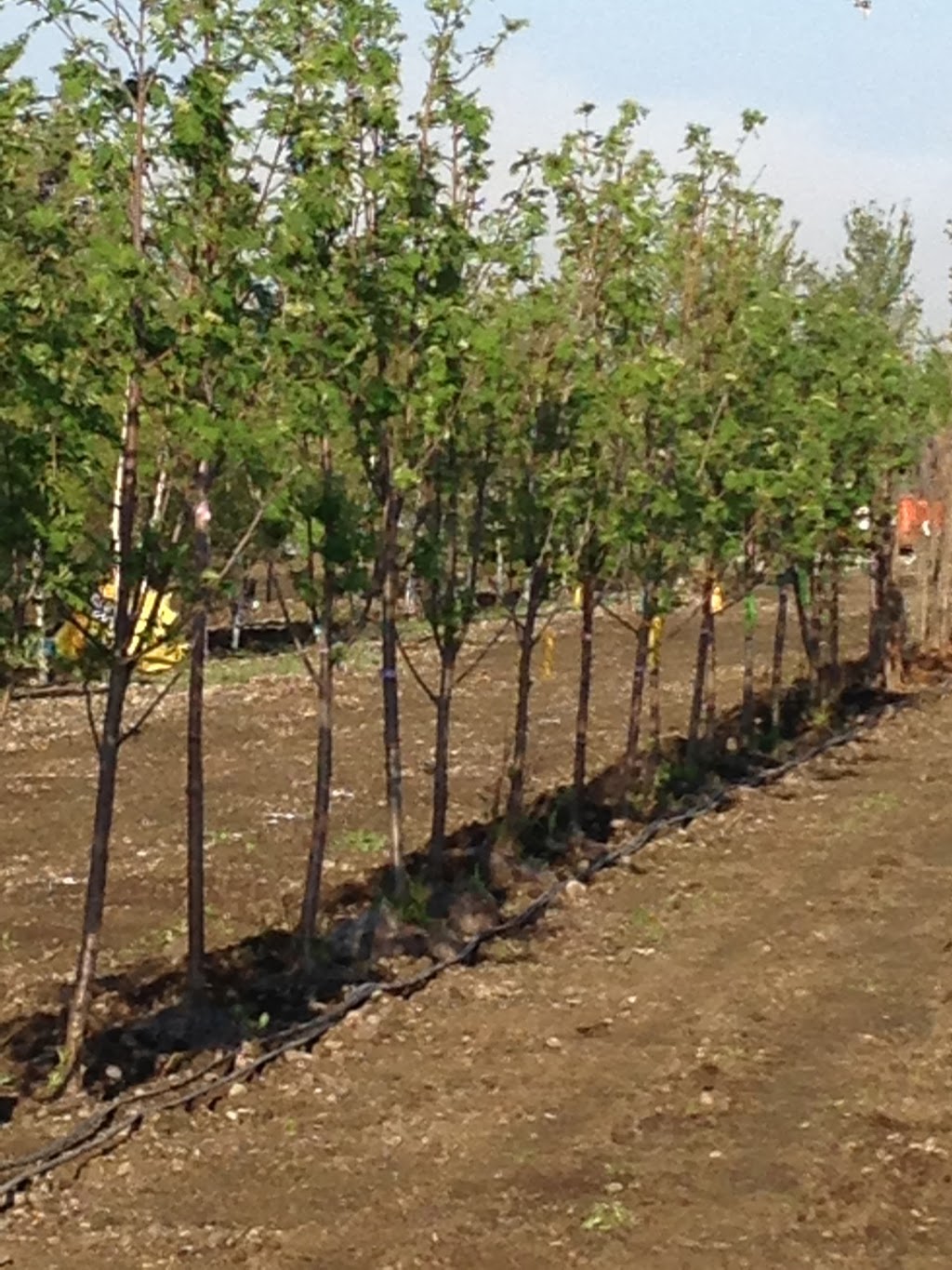 Bloomfield Garden Centre | 243015 Boundary Road, Calgary, AB T2P 2G7, Canada | Phone: (403) 466-7978