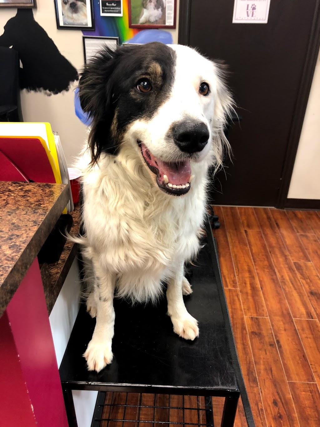 Rawsome Dogs The Real Deal | 1057 Parkinson Rd Unit 7, Woodstock, ON N4S 7W3, Canada | Phone: (519) 532-9901