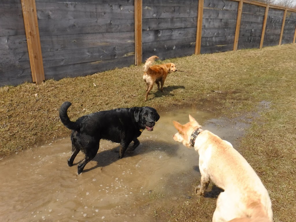 Tail Waggin Dog Ranch | 20676 Muncey Rd, Muncey, ON N0L 1Y0, Canada | Phone: (519) 264-0951