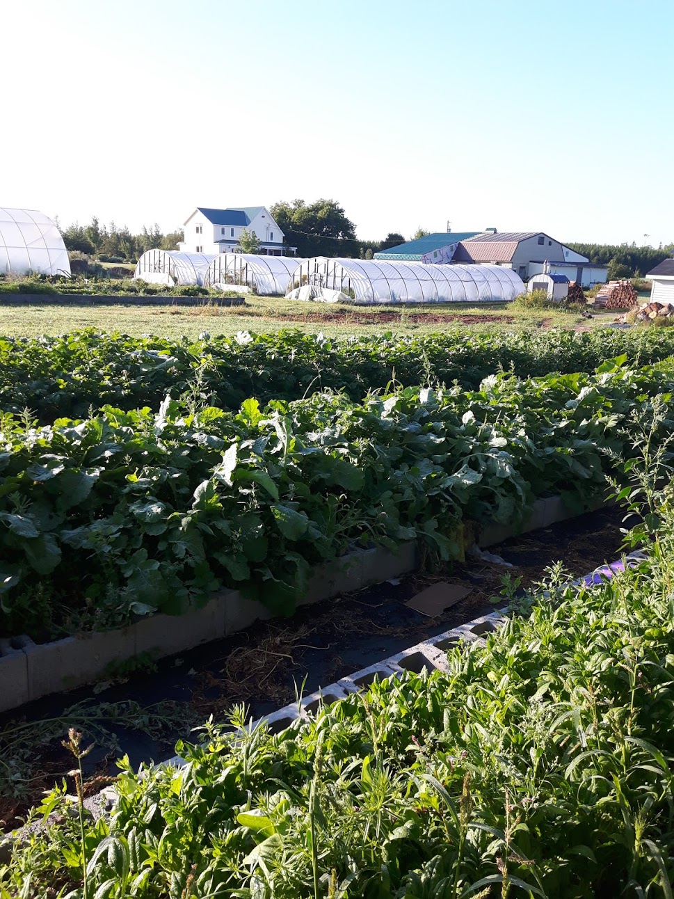 Diddley-Squash Farm | 291 Scott Rd, Salisbury, NB E4J 3K4, Canada | Phone: (506) 372-1085