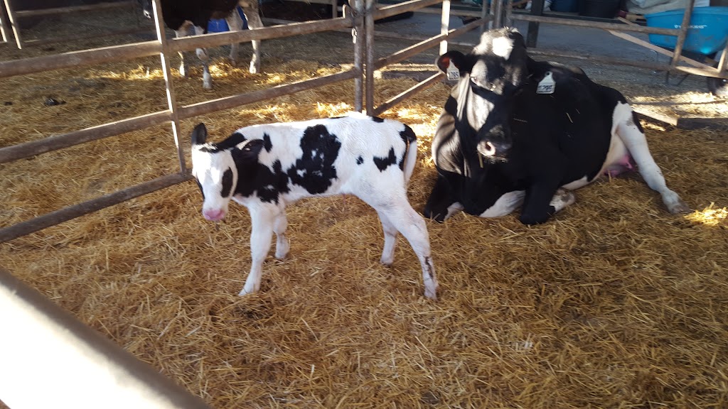 Donevelyn Farms Ltd. | 4053 Yorks Corners Rd, Metcalfe, ON K0A 2P0, Canada | Phone: (613) 227-7776