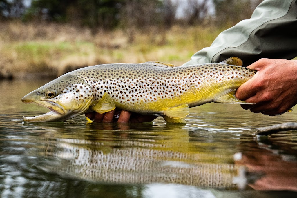 Avid Angler Outfitters | 7275 Lake Front Dr, Lake Cowichan, BC V0R 2G1, Canada | Phone: (780) 838-0151