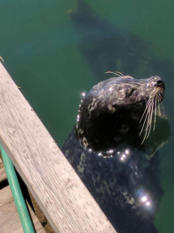Van Isle Fishing And Marine Adventures | 170 Burne Rd #160, Nanaimo, BC V0R 1G0, Canada | Phone: (250) 338-1935