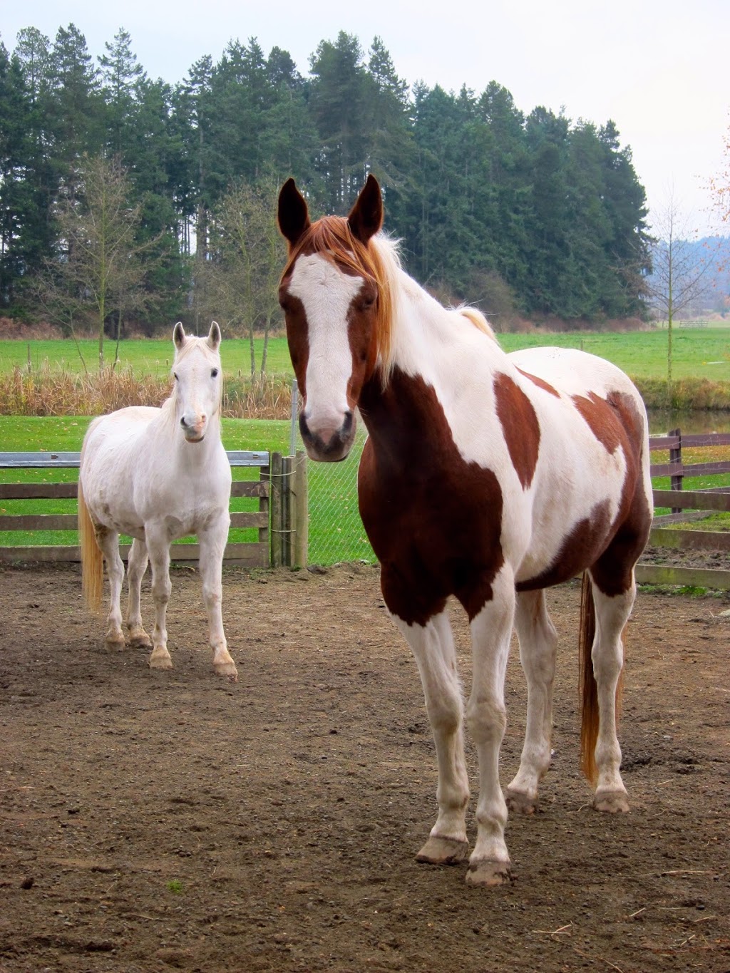Little Qualicum Cheeseworks | 403 Lowrys Rd, Parksville, BC V9P 2B5, Canada | Phone: (250) 954-3931