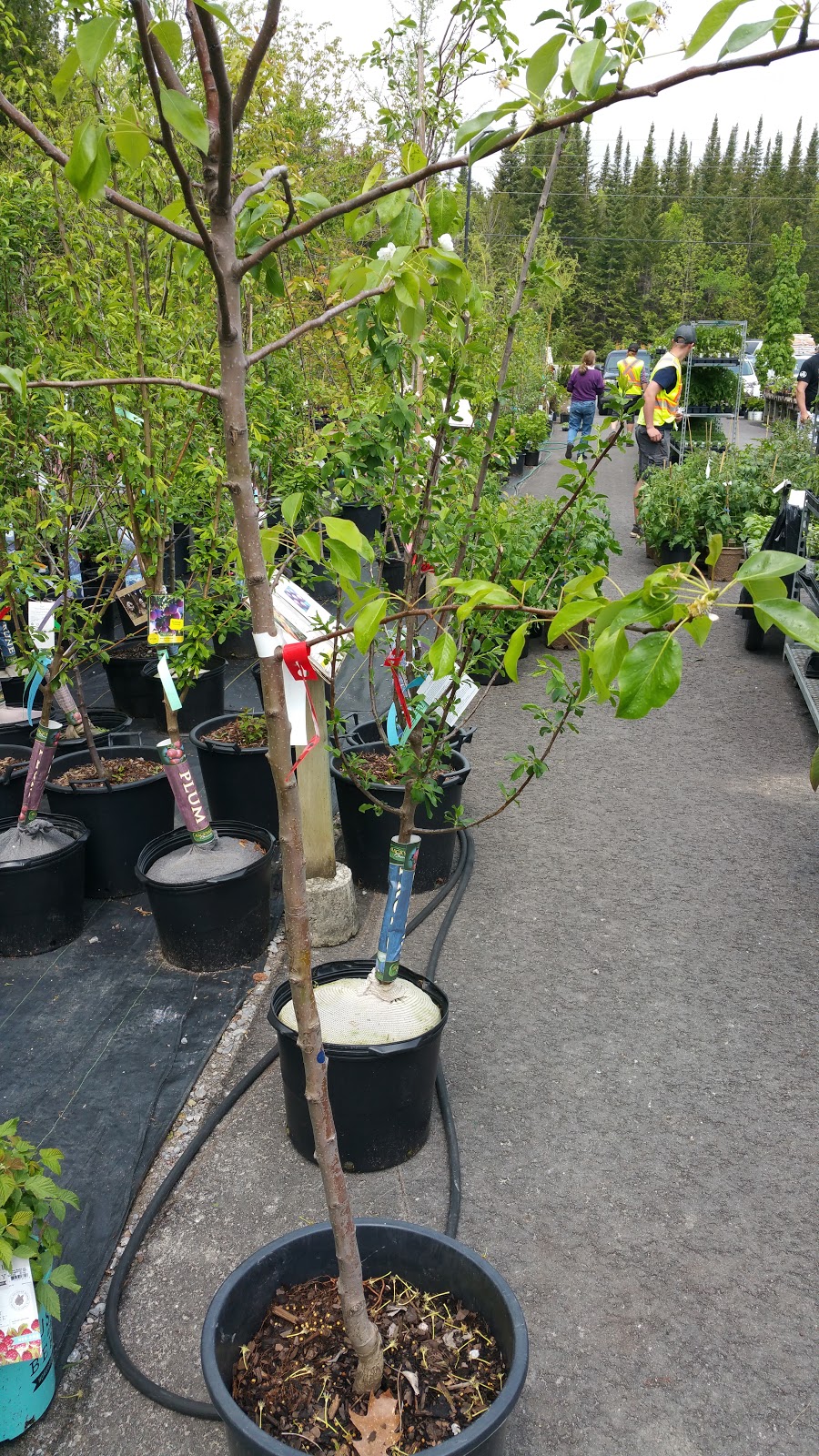 Baltimore Valley Nursery/Garden Centre | 5599 45, Baltimore, ON K0K 1C0, Canada | Phone: (905) 372-2662