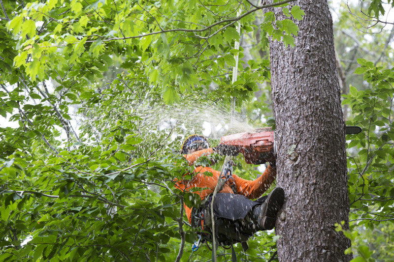 Westisland Tree Service | Old Châteauguay Rd, Kahnawake, QC J0L 1B0, Canada | Phone: (514) 631-6162