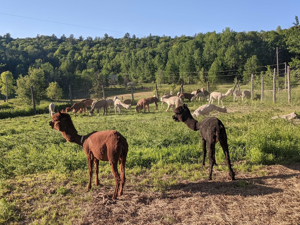 Les alpagas aux drôles de toupets | 684 Chem. Martindale, Low, QC J0X 2C0, Canada | Phone: (819) 790-3618