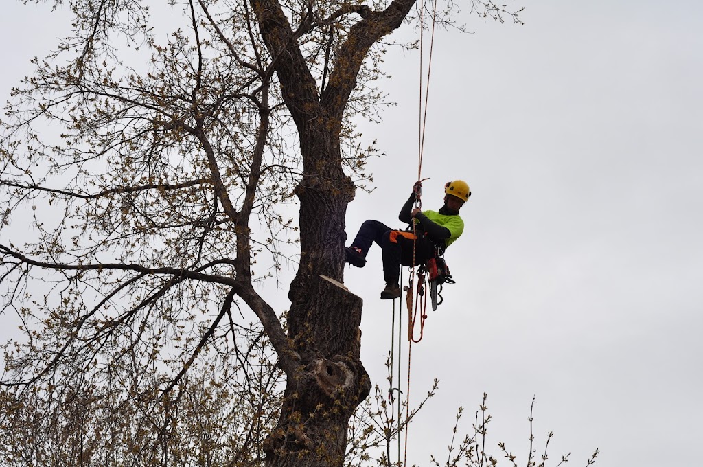 Britton Tree Care | 572 Jubilee Ave, Winnipeg, MB R3L 1P3, Canada | Phone: (204) 799-2504
