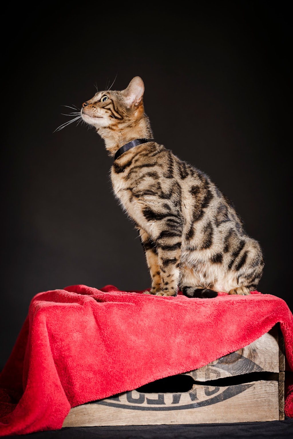 pure canada bengal | 607 Chem. Duhamel, Pincourt, QC J7W 4G2, Canada | Phone: (418) 333-2589