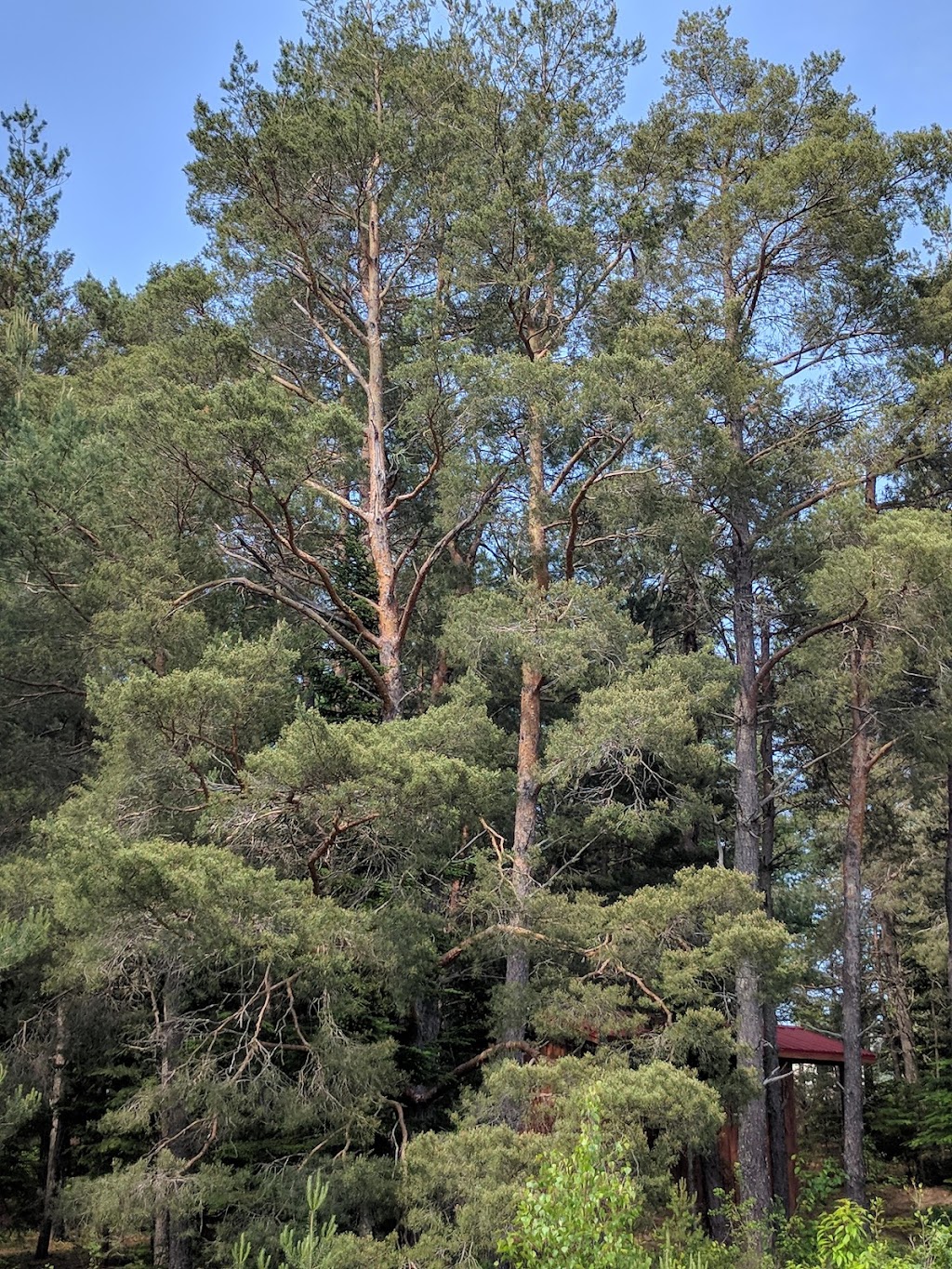 Camp Wildwood Inc | 419 Sheridan Rd, McKees Mills, NB E4V 2W2, Canada | Phone: (506) 743-2757