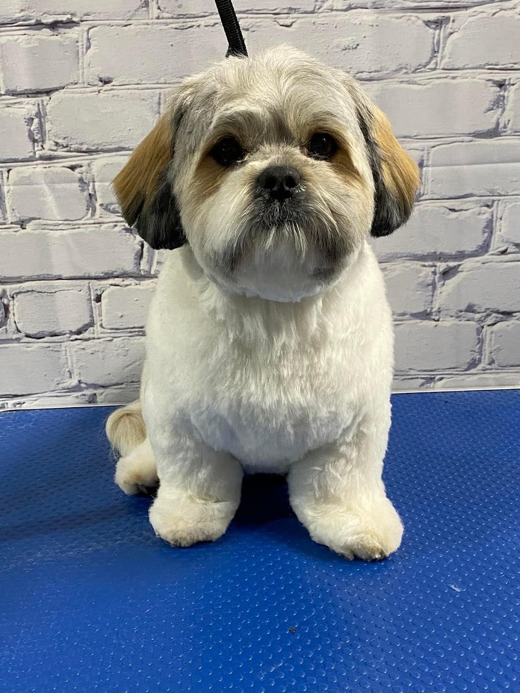 The Pet Parlour | 86 Boulder Blvd Bay 110, Stony Plain, AB T7Z 1V7, Canada | Phone: (780) 898-3720