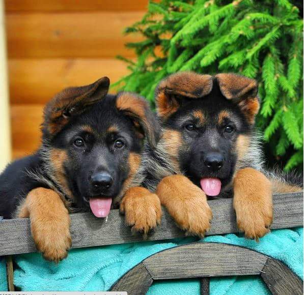 Vom Issam Haus German Shepherds | 23 Marlington Crescent, North York, ON M3L 1K3, Canada | Phone: (647) 295-1773