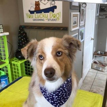 You Lucky Dog Grooming Studio | 4397 Colonel Talbot Rd, London, ON N6P 1B6, Canada | Phone: (519) 709-1687