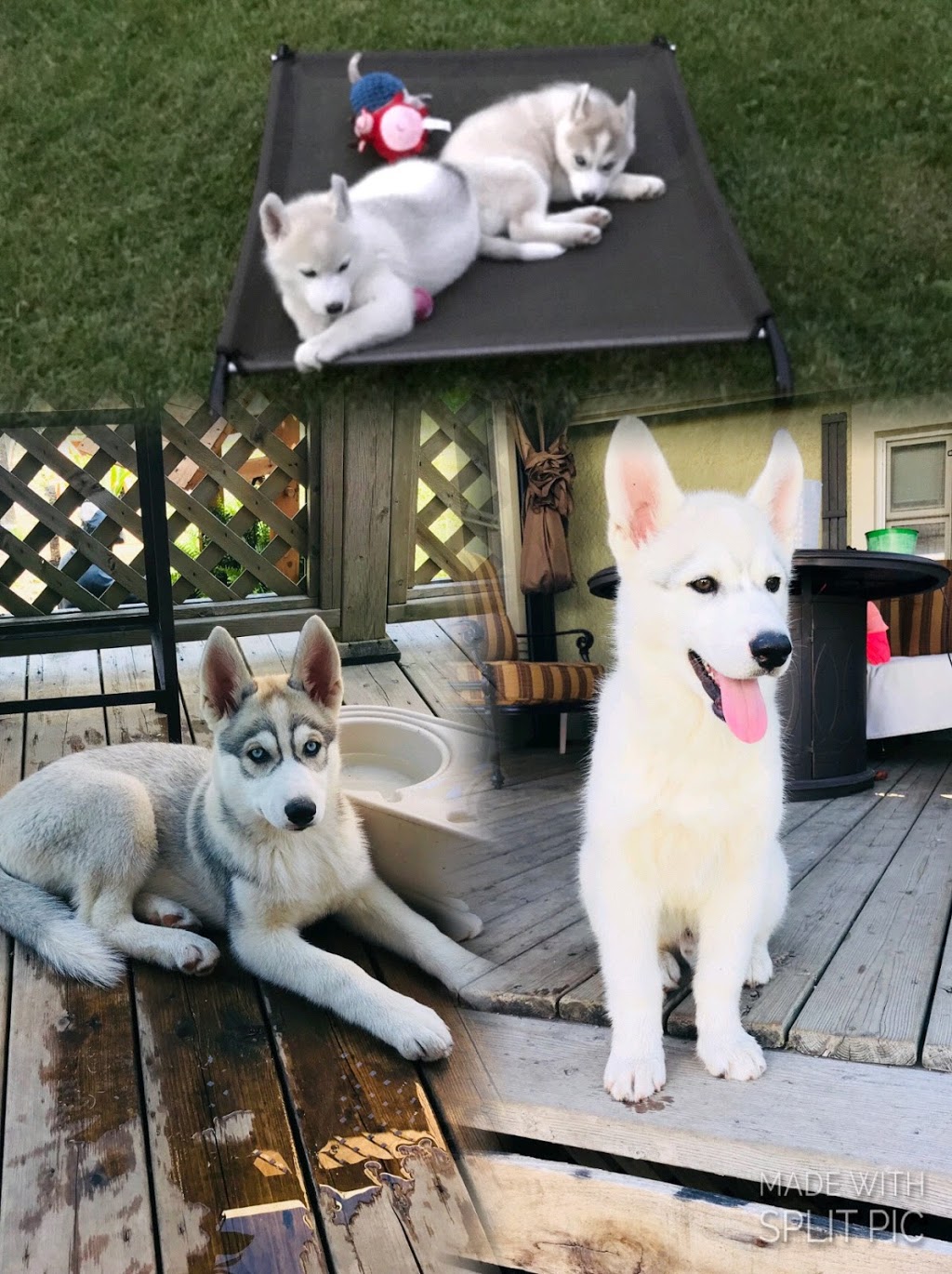 Welland Animal Hospital | 194 Thorold Rd, Welland, ON L3C 3V7, Canada | Phone: (905) 735-7410