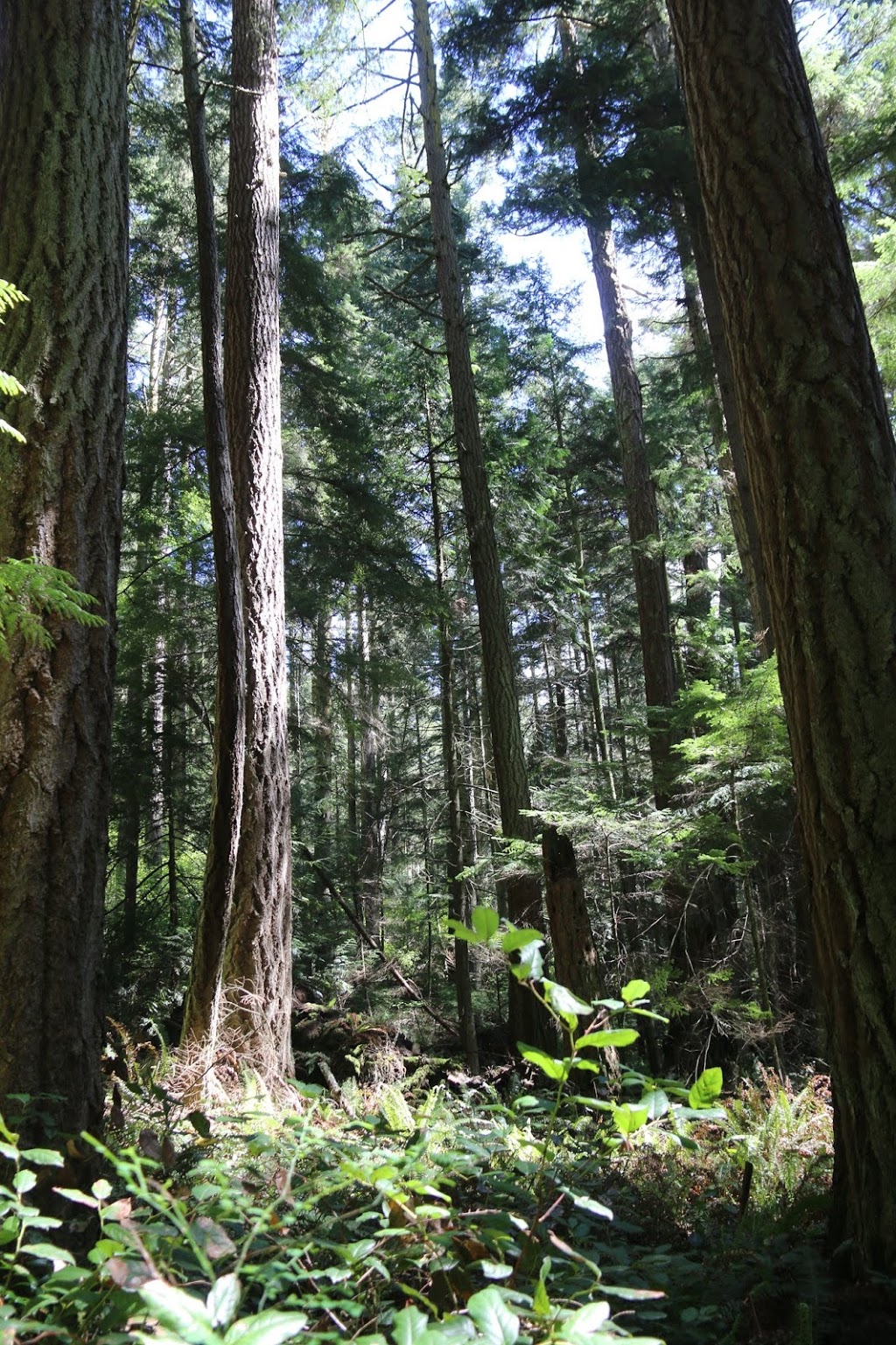 big cedar trail | Rosario Rd, Anacortes, WA 98221, USA