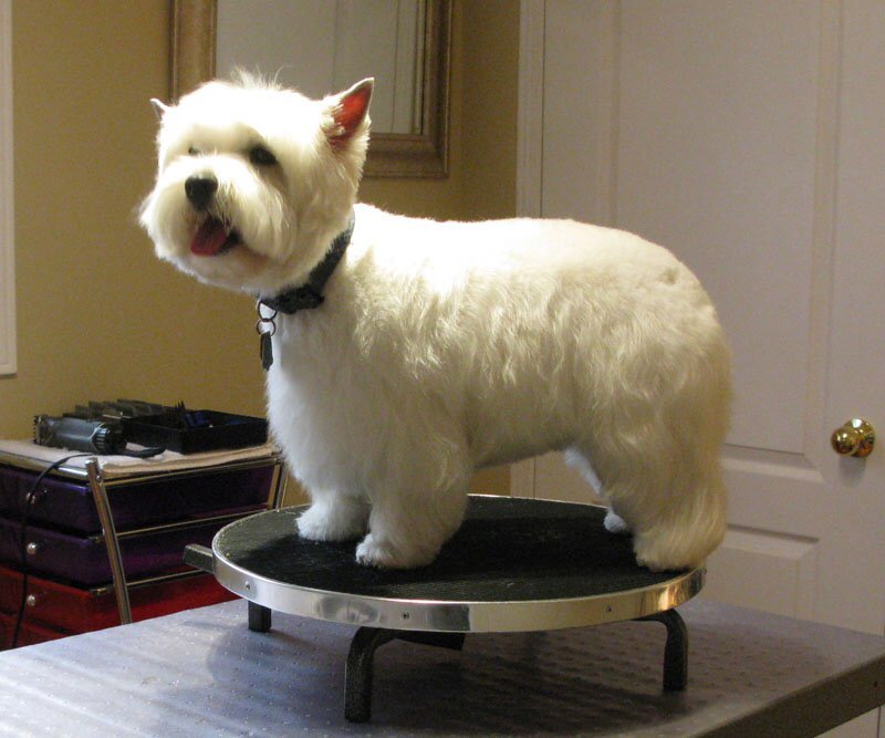 Sassytails Dog Grooming | 98 Ebury Crescent, London, ON N6C 3E2, Canada | Phone: (416) 414-6014