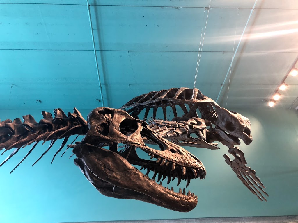 Ed Leith Cretaceous Menagerie | Wallace Bldg, 125 Dysart Rd, Winnipeg, MB R3T 2N2, Canada | Phone: (204) 474-9371