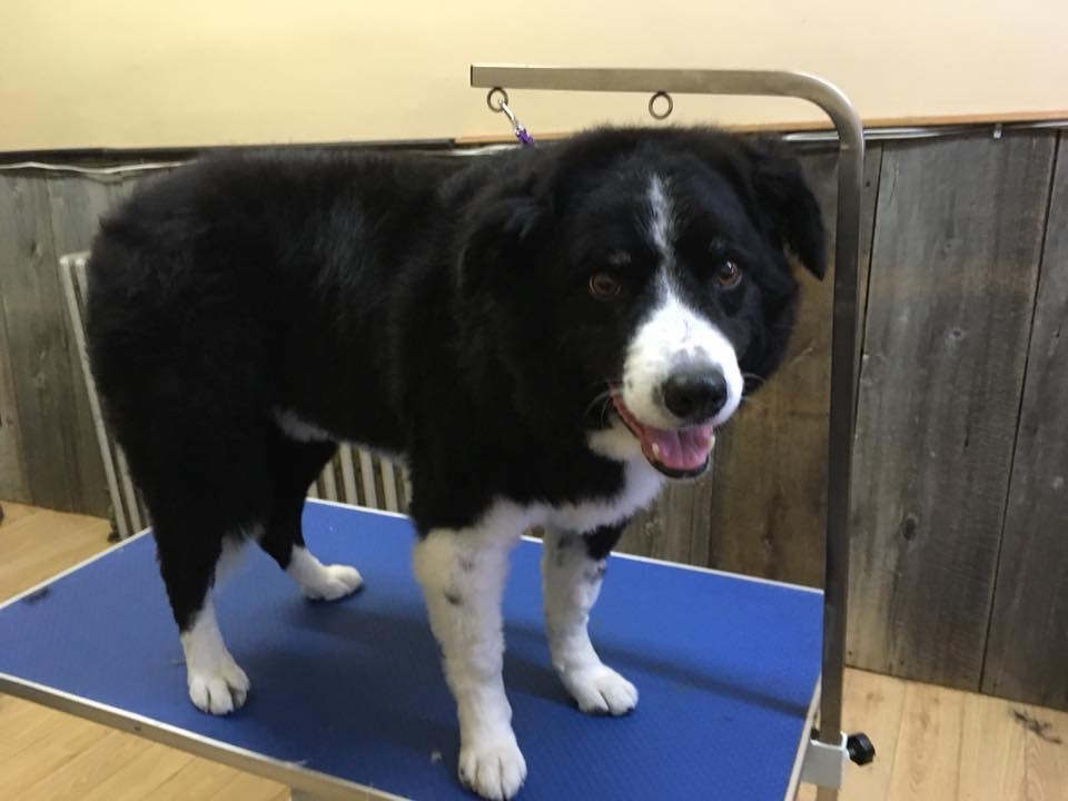 Bath & Biscuit Dog Grooming and Pet Supplies | 161 Garafraxa St S, Durham, ON N0G 1R0, Canada | Phone: (519) 387-7762