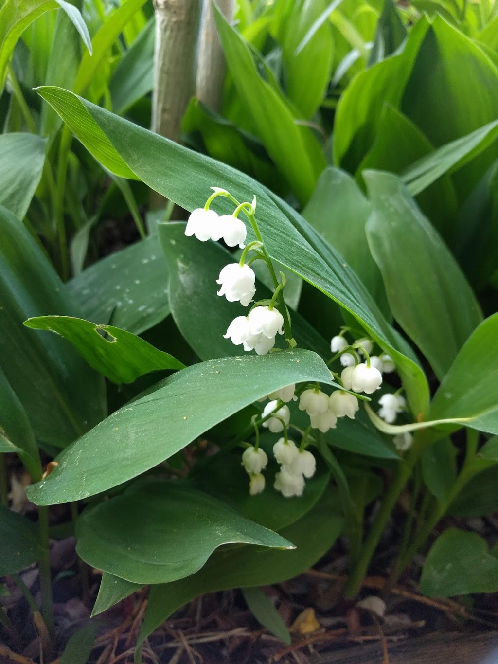 Riviera Park | 1 Glen Shields Ave, Vaughan, ON L4K, Canada