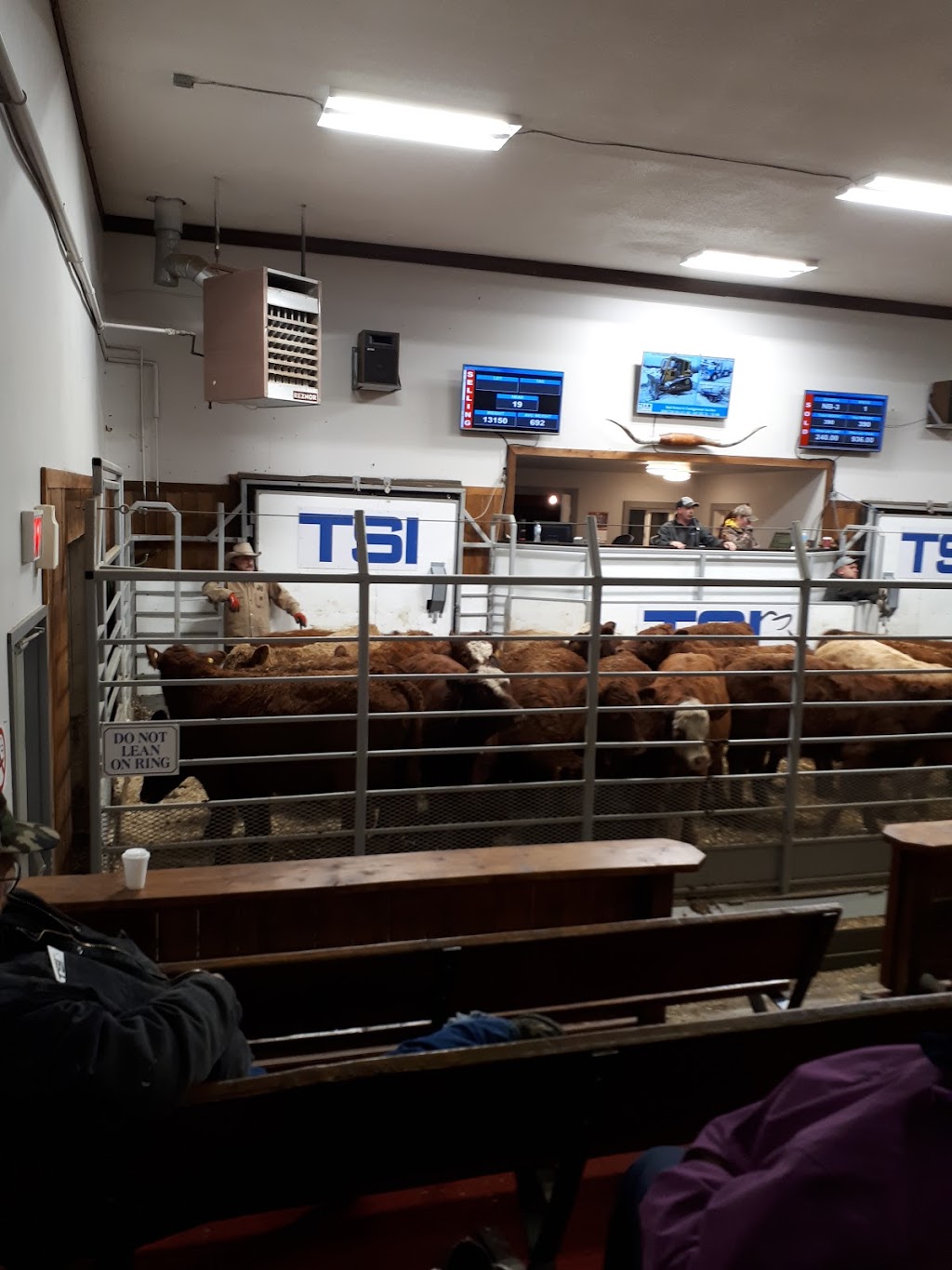 Thorsby Stockyards | 4335 50 Ave, Thorsby, AB T0C 2P0, Canada | Phone: (780) 789-3915