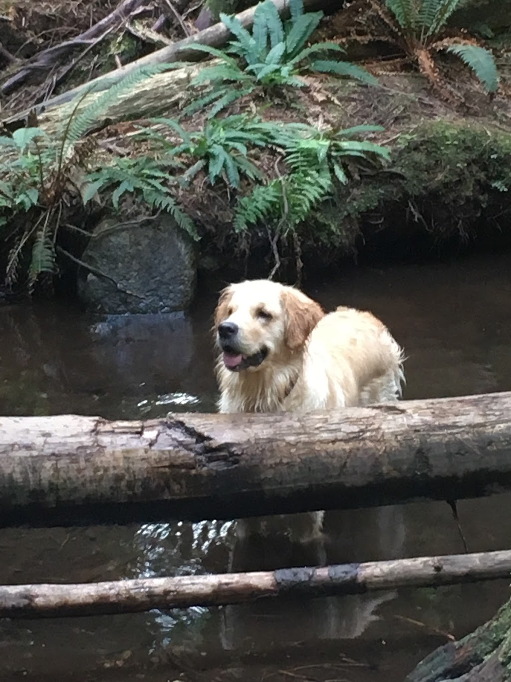ALPHA DOG PET CARE | 2700 Queens Ave, West Vancouver, BC V7V 2Y8, Canada | Phone: (778) 999-3647