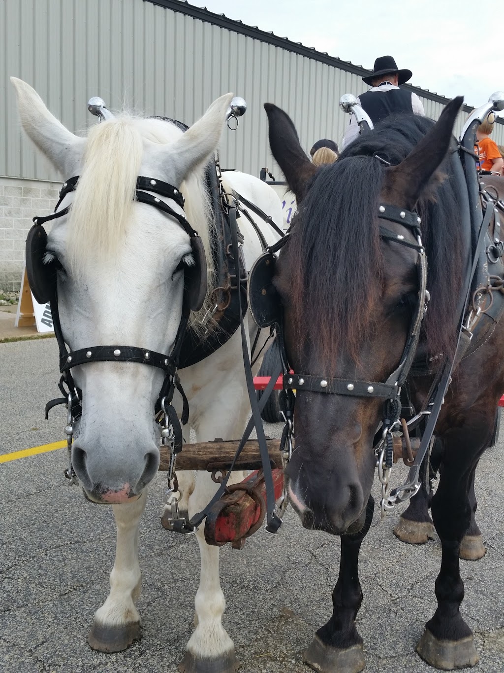 Windsong Carriage & Ranch | 597520 Grey Rd 29, Bognor, ON N0H 1E0, Canada | Phone: (519) 376-1518