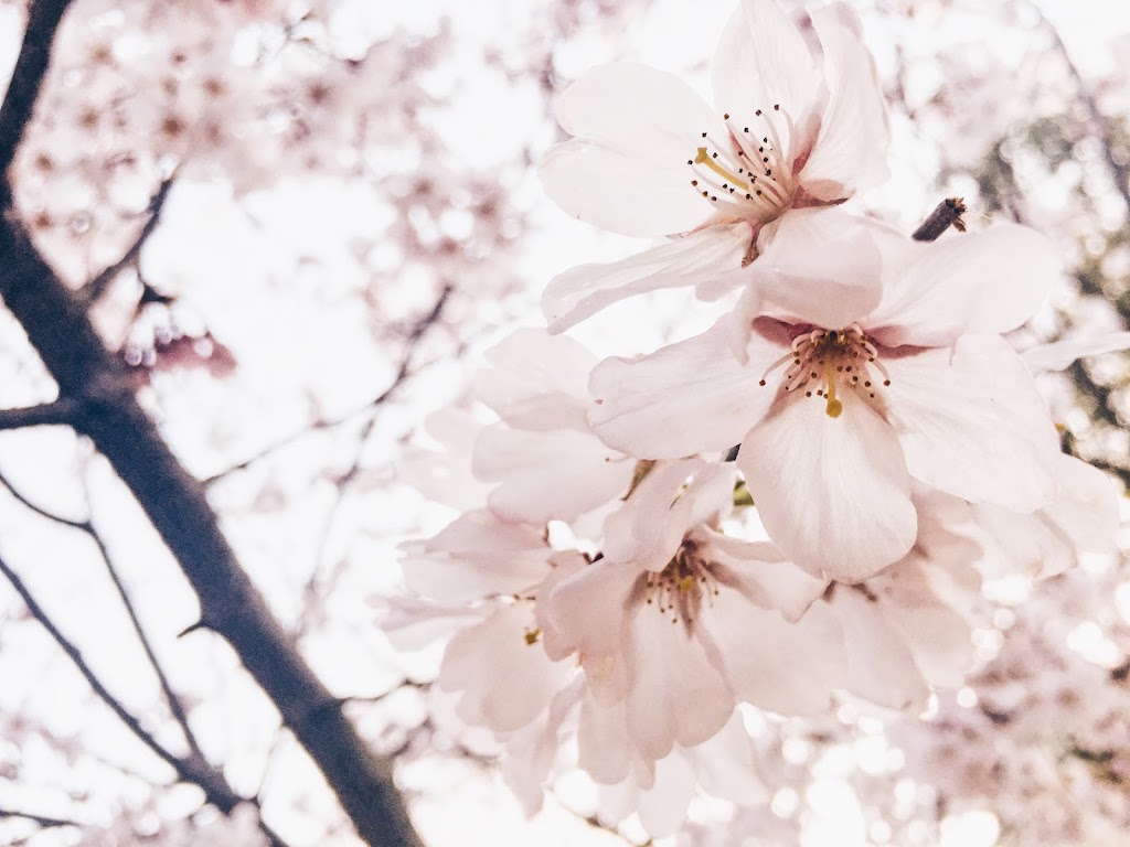 Blossom Beauty Bar | 16 Matthew St, Orangeville, ON L9W 2H4, Canada | Phone: (647) 680-1444