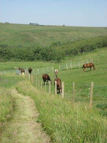 Laughing Horse Ranch | 2239 Drive, Millarville, AB T2J 2T9, Canada | Phone: (403) 931-3119