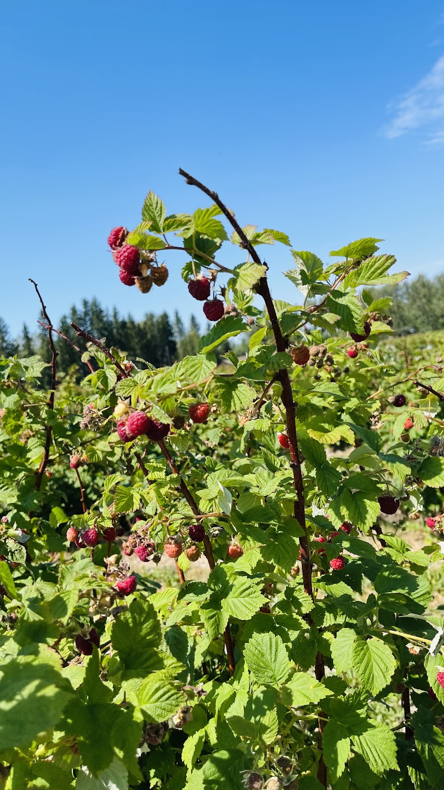 Horse Hill Berry Farm | 3203 211 Ave NE, Edmonton, AB T5Y 6P1, Canada | Phone: (780) 245-4930