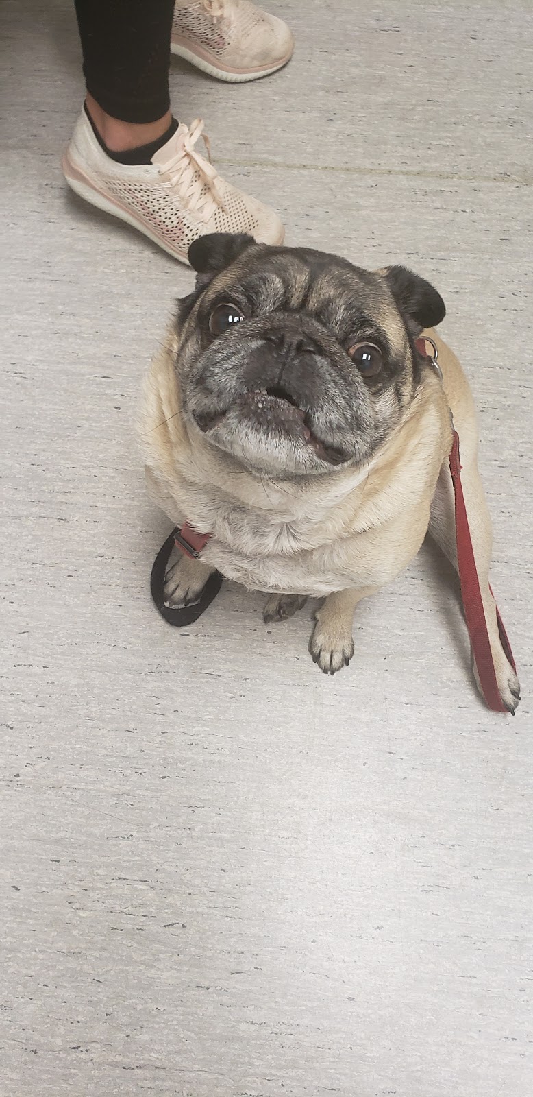 Burquitlam Animal Hospital | 658 Clarke Rd, Coquitlam, BC V3J 3Y1, Canada | Phone: (604) 936-3447