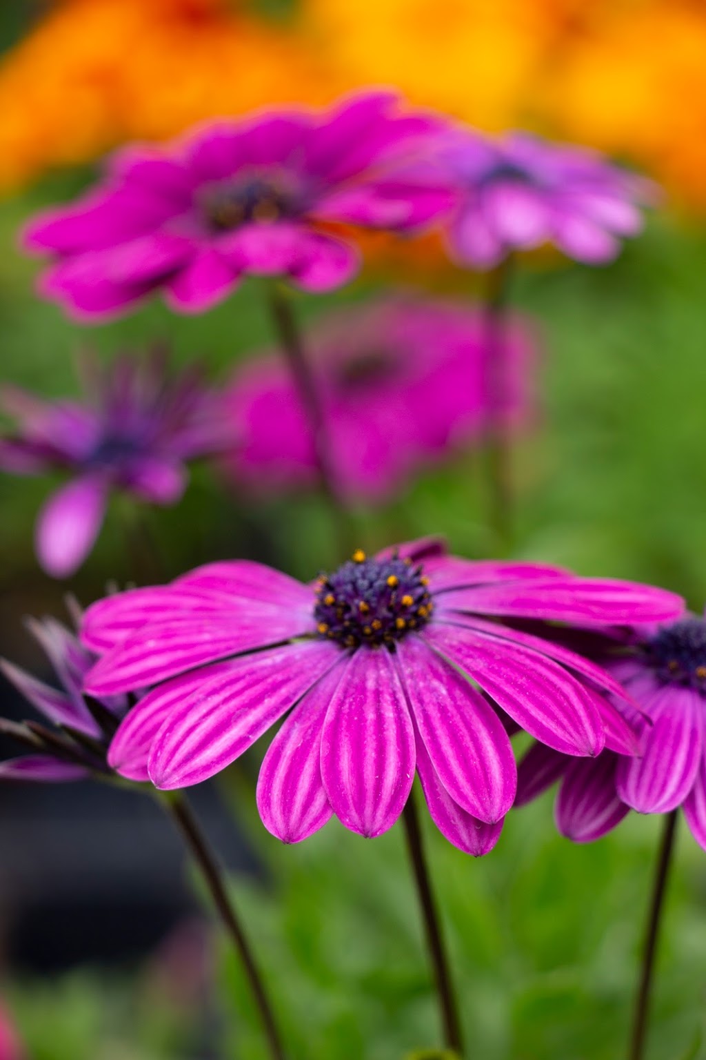Northern Flora Garden Centre & Chemical Free Weed Control | 5112 49a St, Barrhead, AB T7N 1A4, Canada | Phone: (780) 674-8844