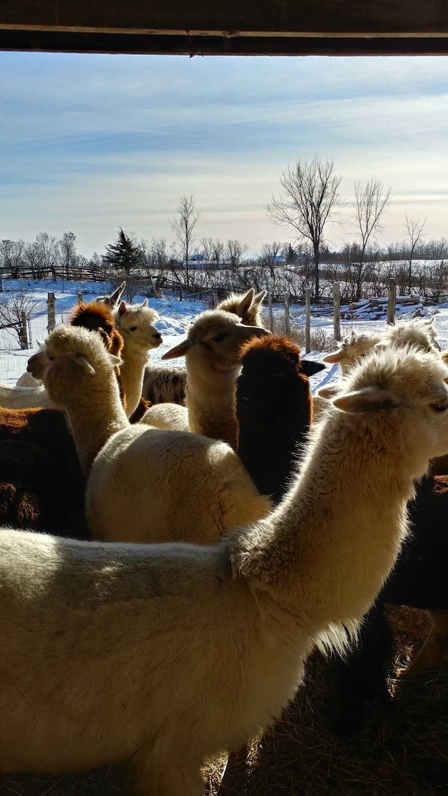 Stone Spindle Farm | 367 County Rd 15, Tamworth, ON K0K 3G0, Canada | Phone: (613) 379-2580
