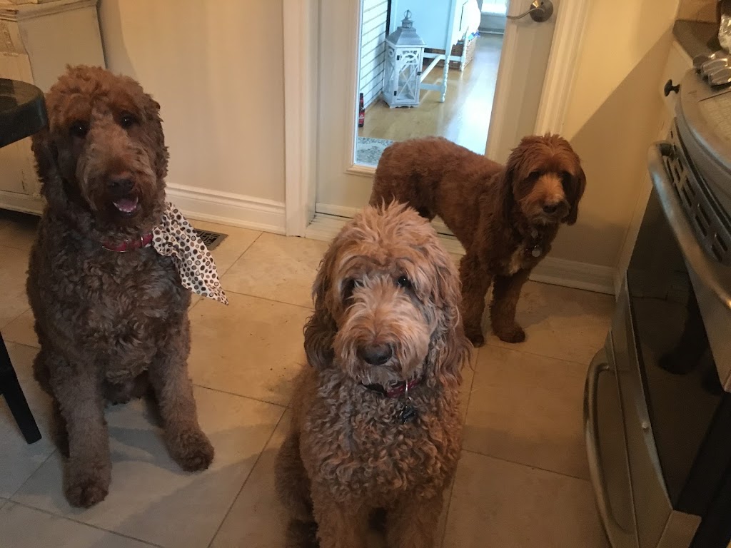 Ravenswood Dog Sitters | 369 Aurora Crescent, Burlington, ON L7N 2B1, Canada | Phone: (647) 702-0046