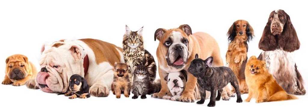 K9 Oral Hygiene | 300 Gorge Rd W #102, Victoria, BC V9A 1M8, Canada | Phone: (250) 592-2323
