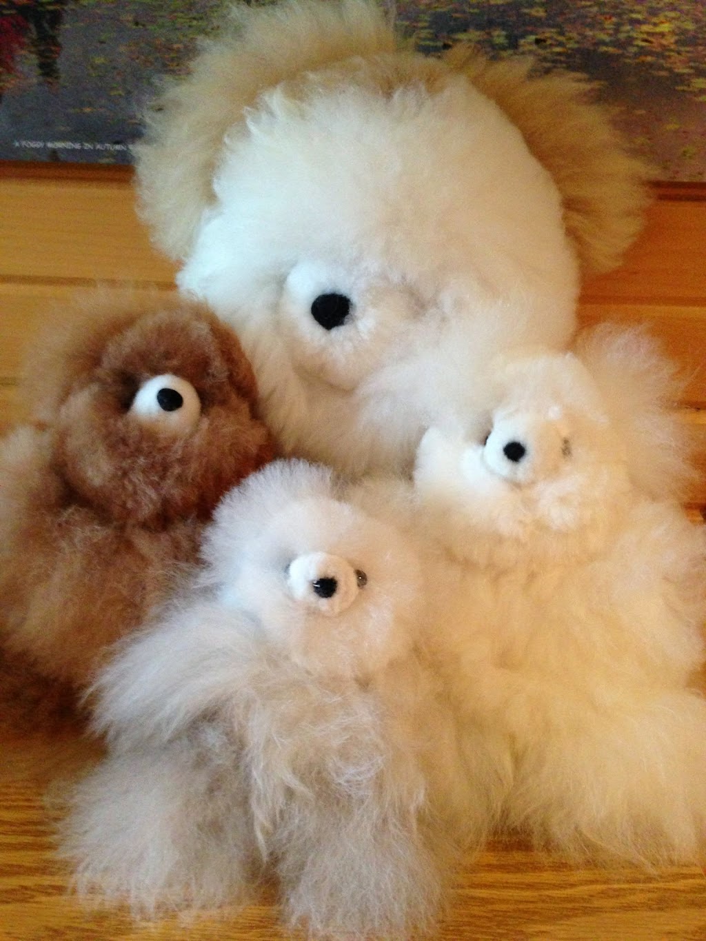 Willow Lane Alpacas | 44 Québec Rte 148, Bristol, QC J0X 1G0, Canada | Phone: (819) 647-5402