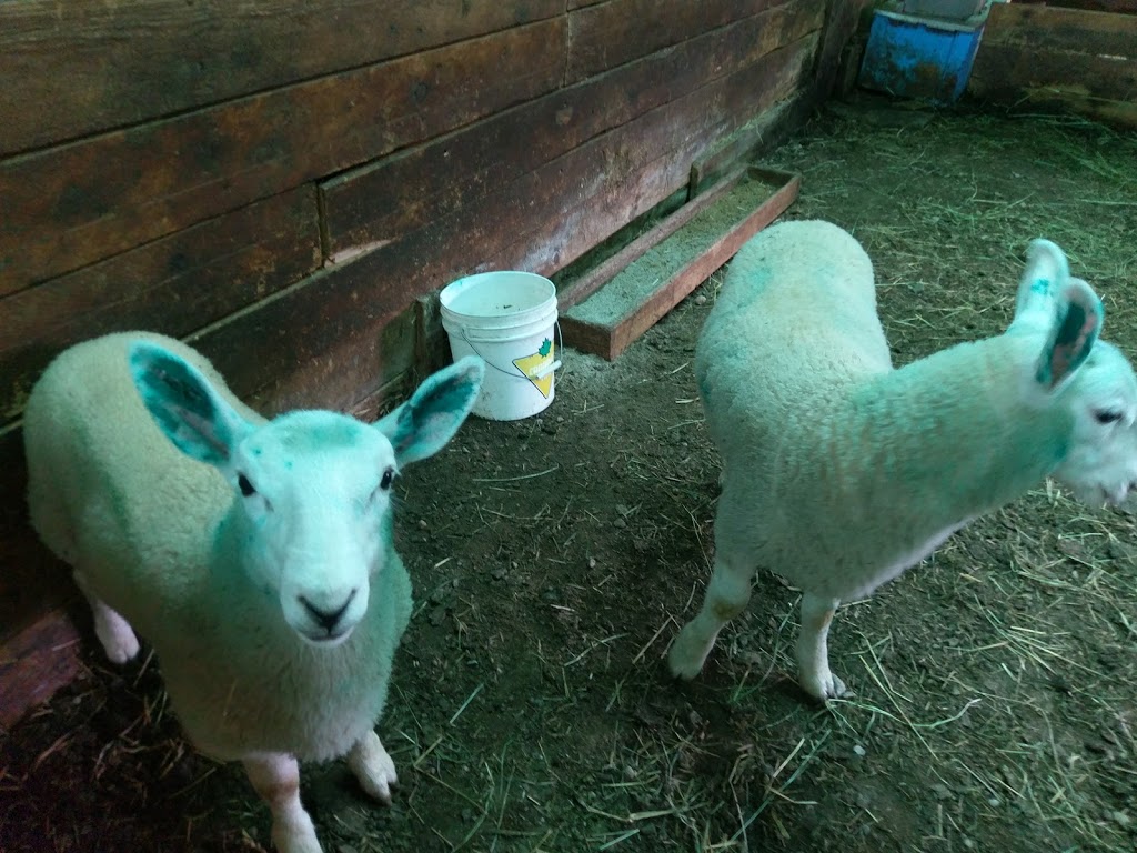 Upperbrook Farm | 989 Upper Brookside Rd, Central North River, NS B6L 6W6, Canada | Phone: (902) 895-4708